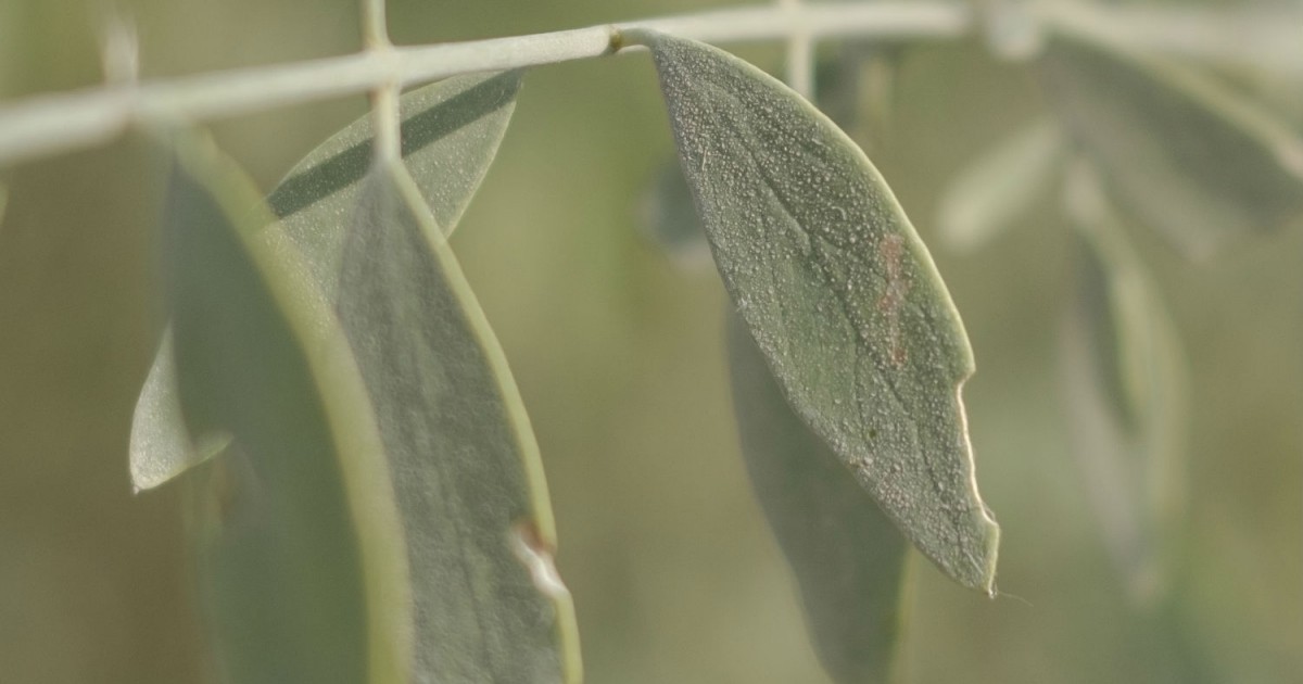 Arak Tree Connect With Nature