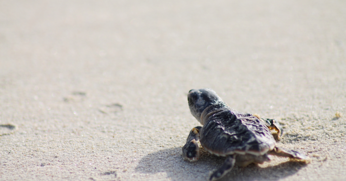 World Turtle Day Special: An Online Masterclass On Turtle Nesting 