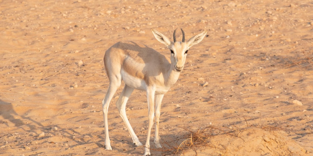 Habitat: Desert | Connect With Nature Habitat: Desert | Connect With Nature