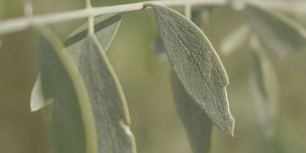 Arak Tree Connect With Nature