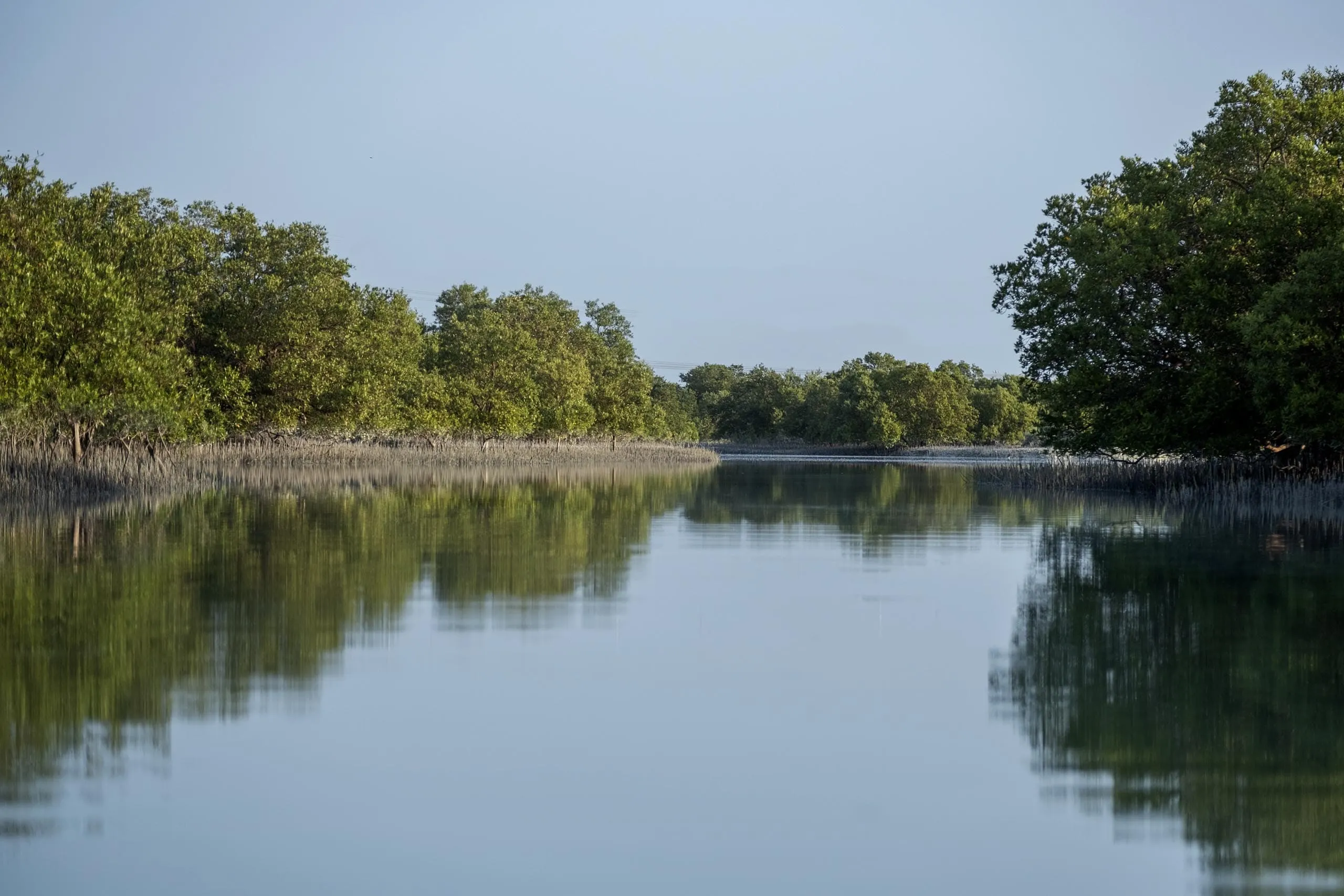 Mangroves