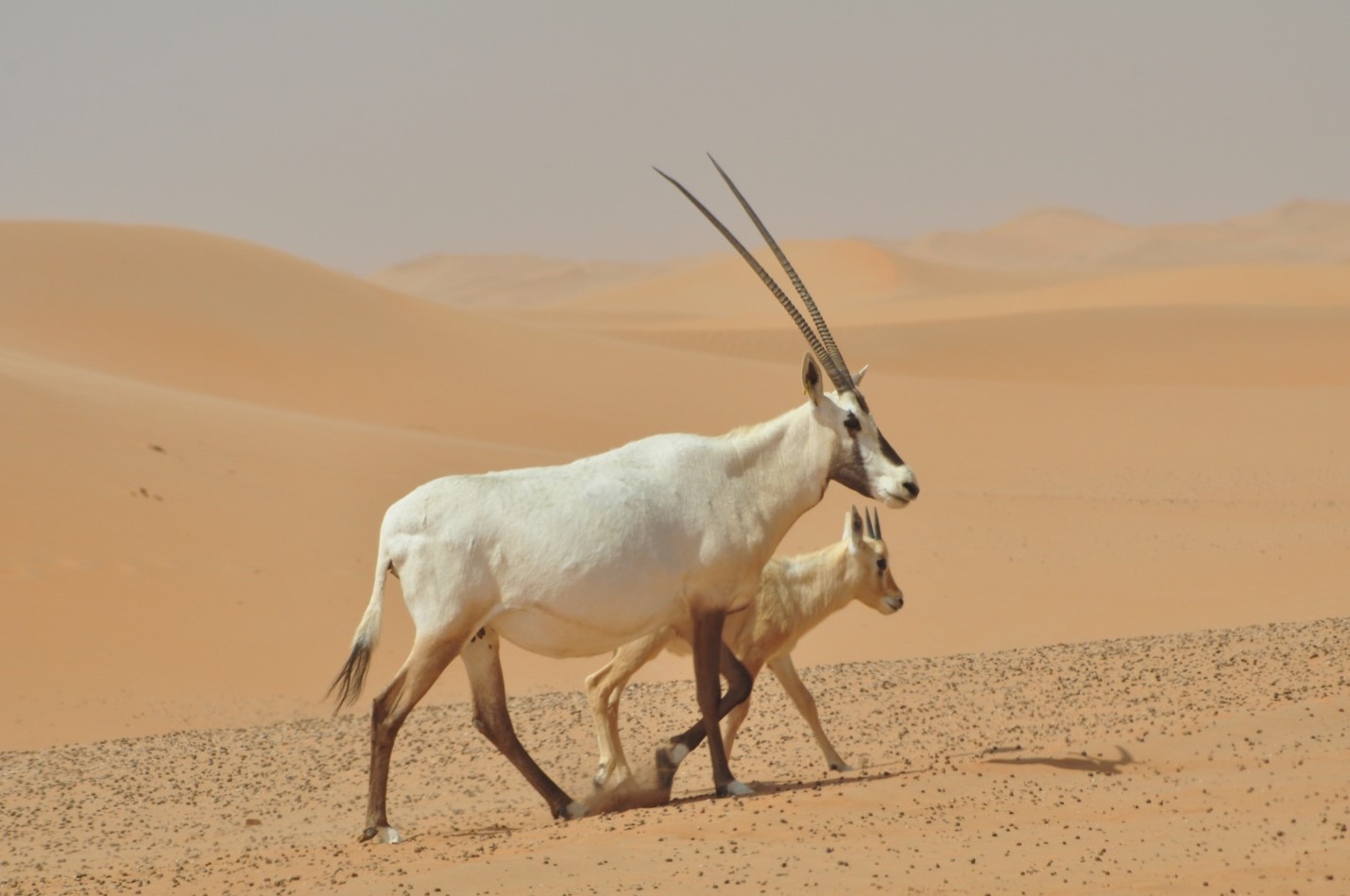 Arabian Oryx at desert