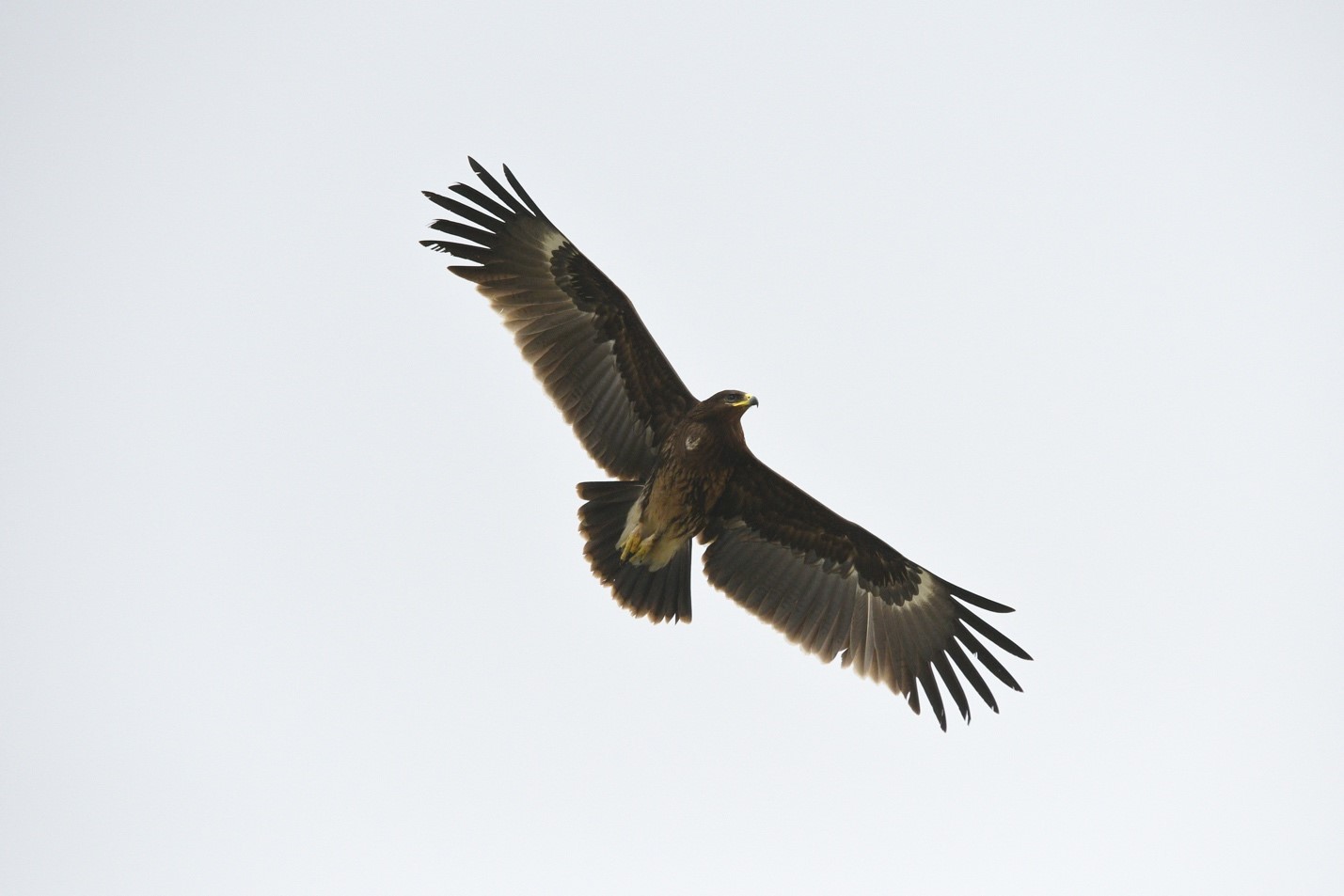 Flying Greater Spotted Eagle 