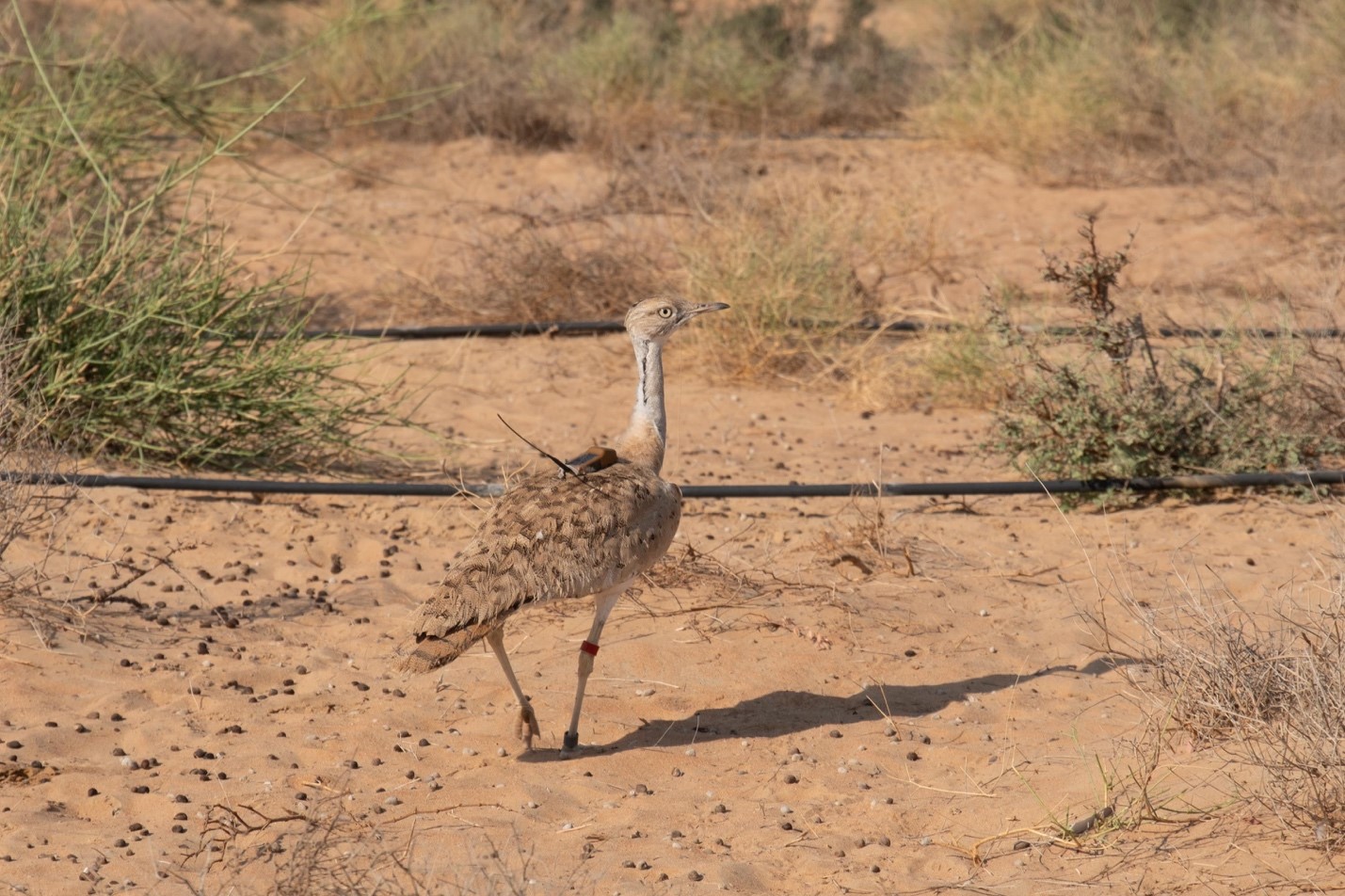 Houbara Bustard bird