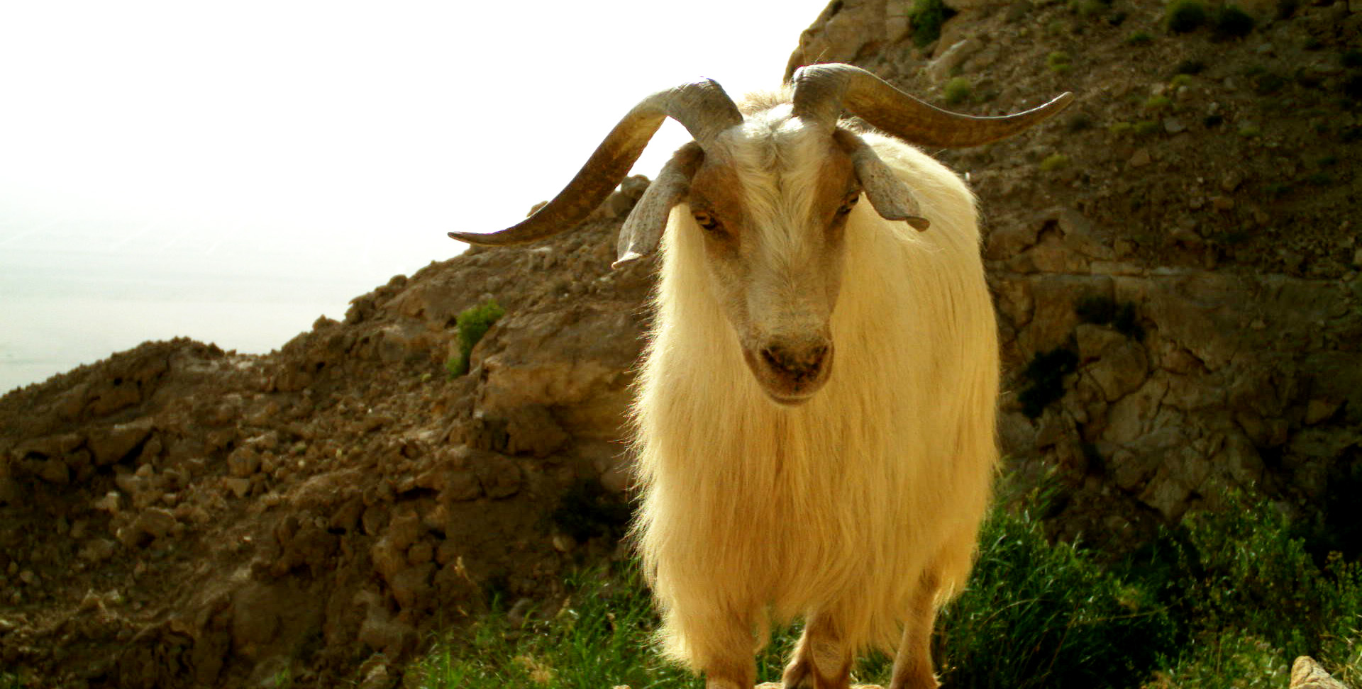 The Arabian Tahr