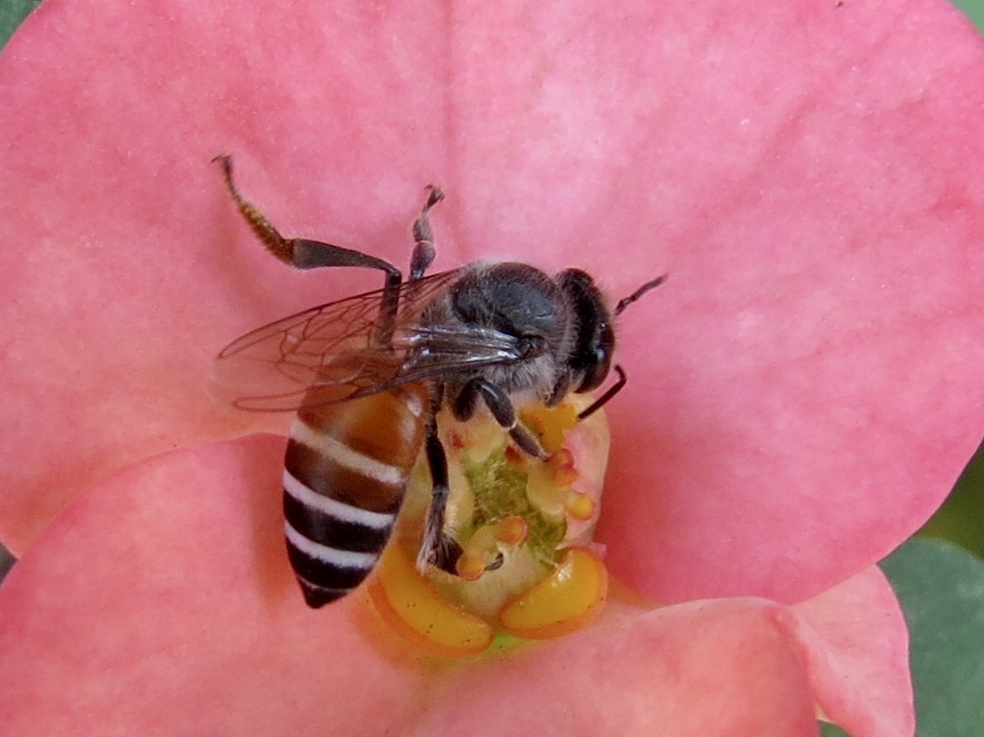 The Asian Dwarf – Honeybee 