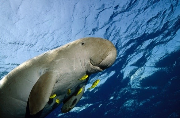 Dugong sea cow