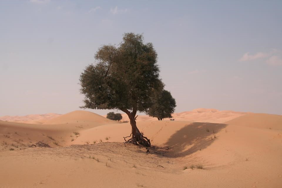 Ghaf tree in desert