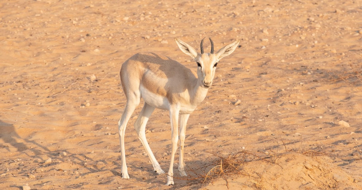 habitat-desert-connect-with-nature