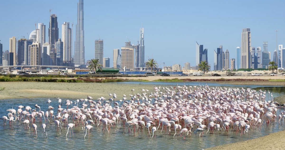 Ras al khor wildlife sanctuary как добраться