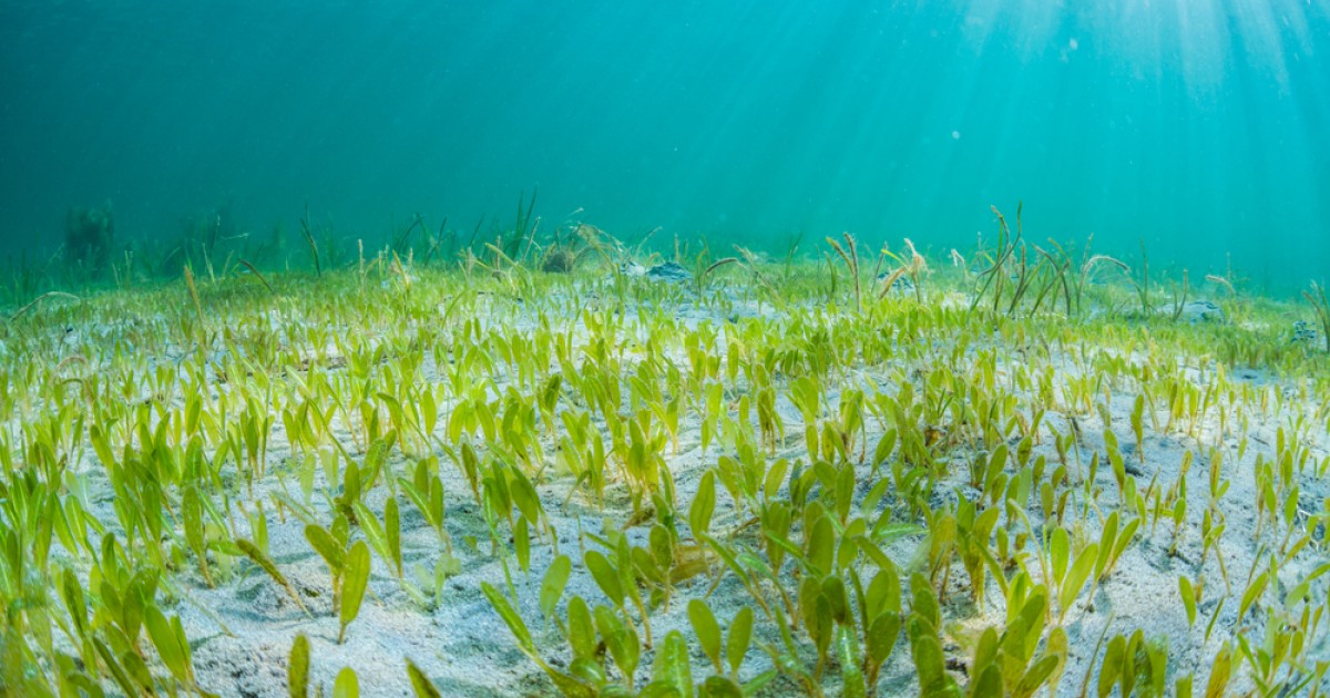 Seagrass | Connect With Nature