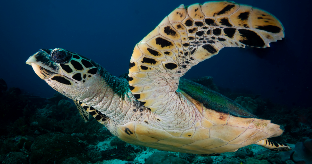 Hawksbill Sea Turtles | Connect With Nature