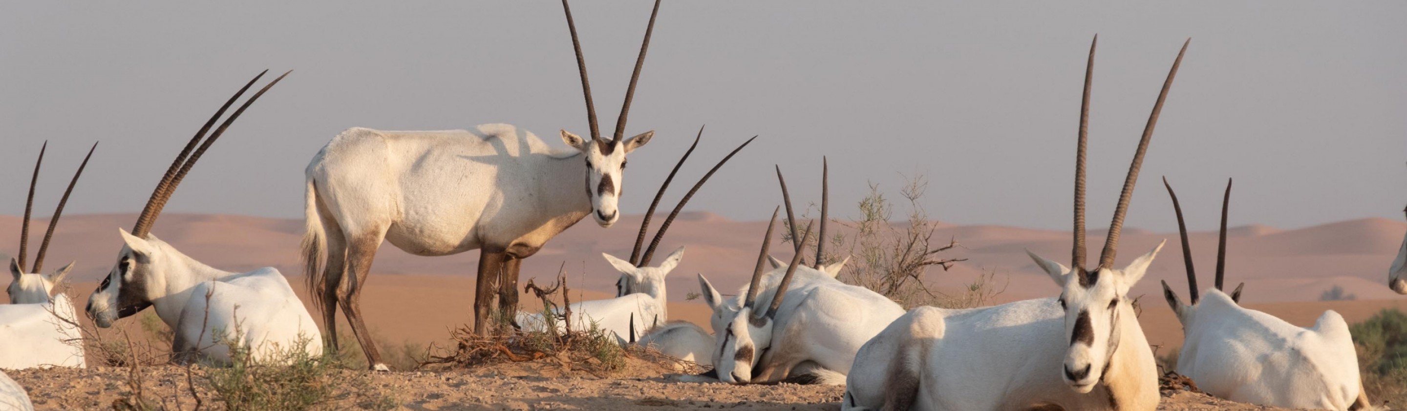 dubai desert conservation reserve, oryx, oliver wheeldon, UAE 