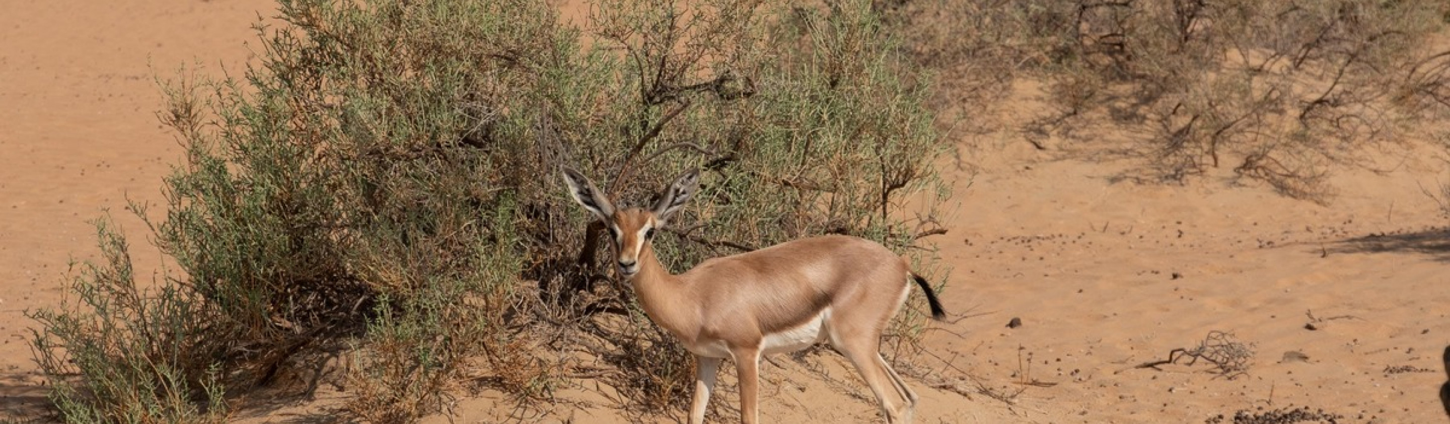 dubai desert conservation reserve, gazelle, oliver wheeldon, UAE 