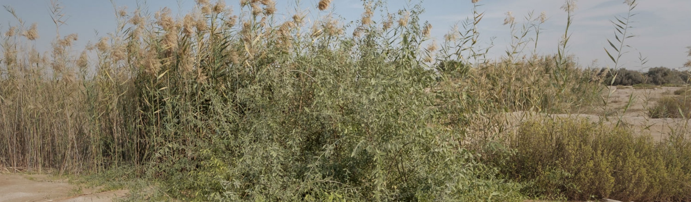 Arak Tree Connect With Nature