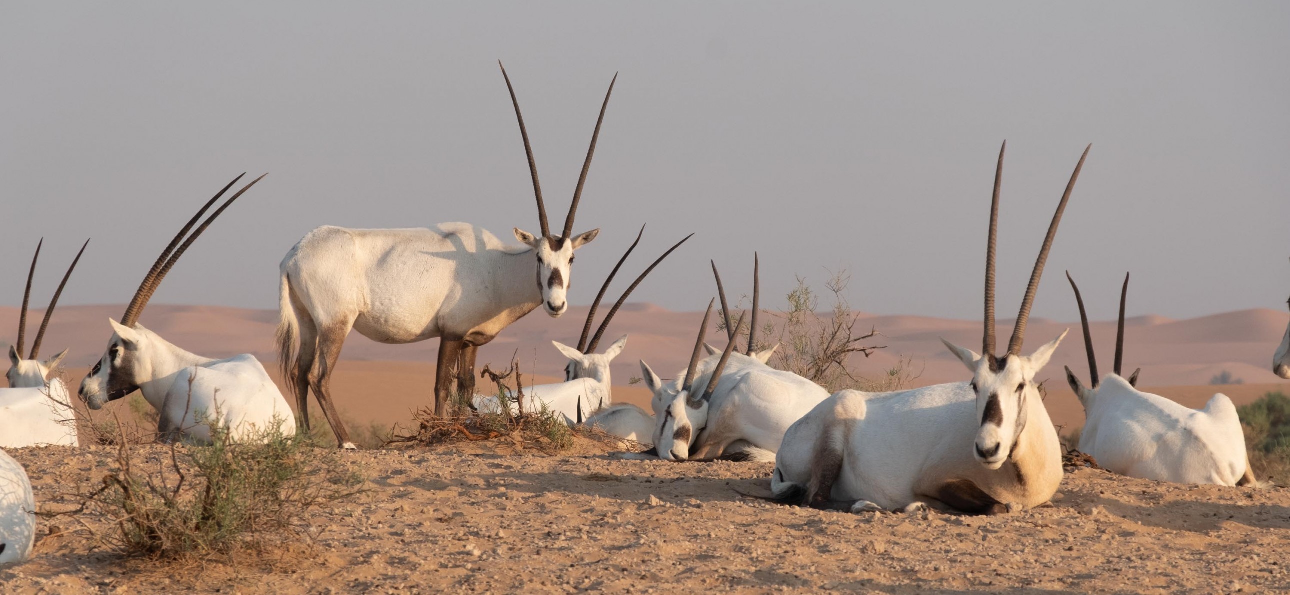 habitat-desert-connect-with-nature