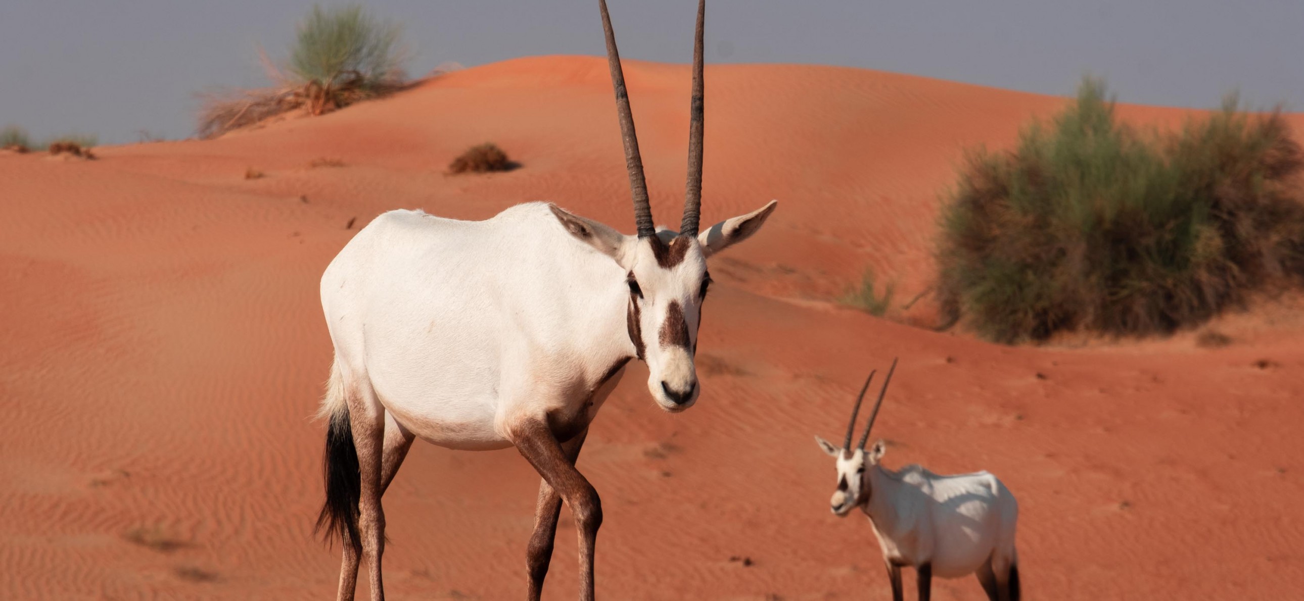Habitat: Desert | Connect With Nature Habitat: Desert | Connect With Nature
