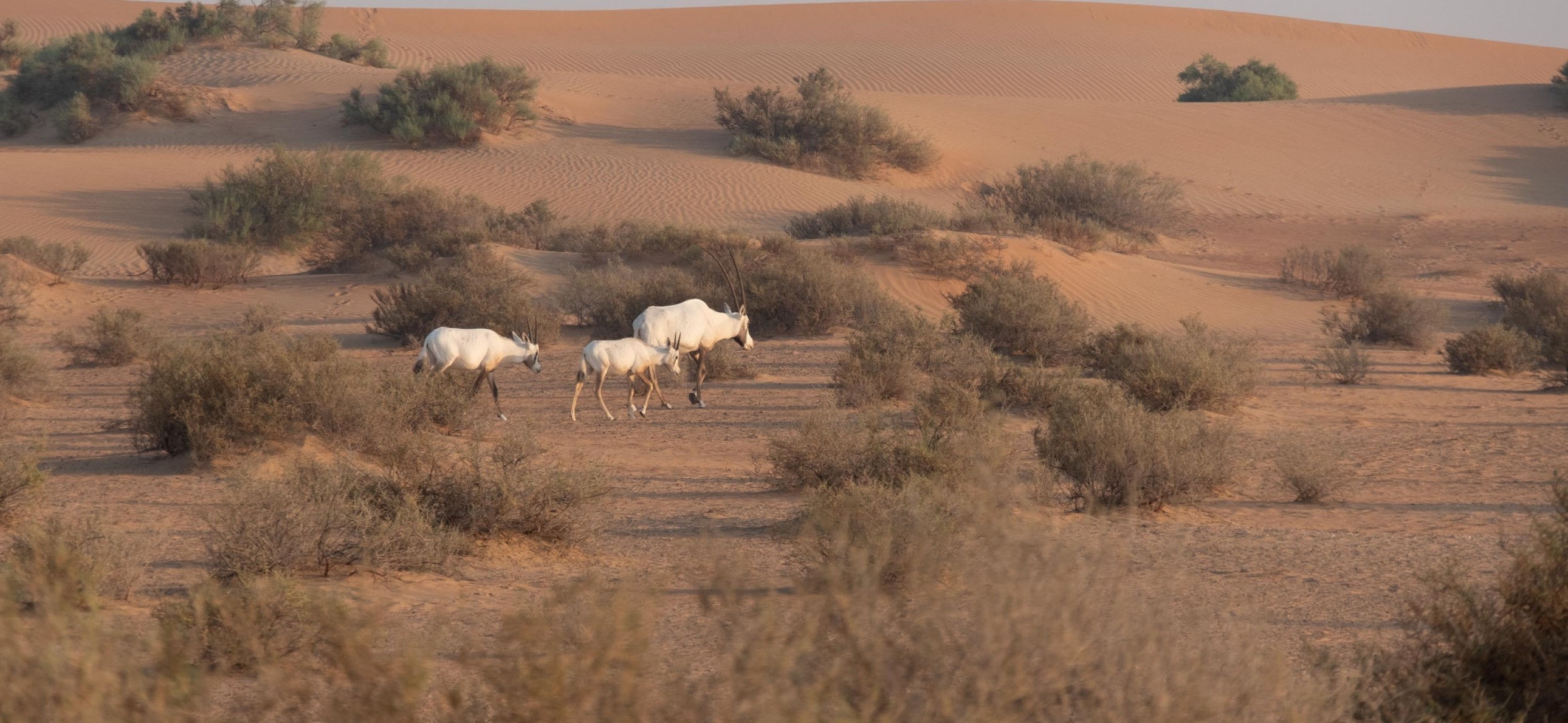 habitat-desert-connect-with-nature