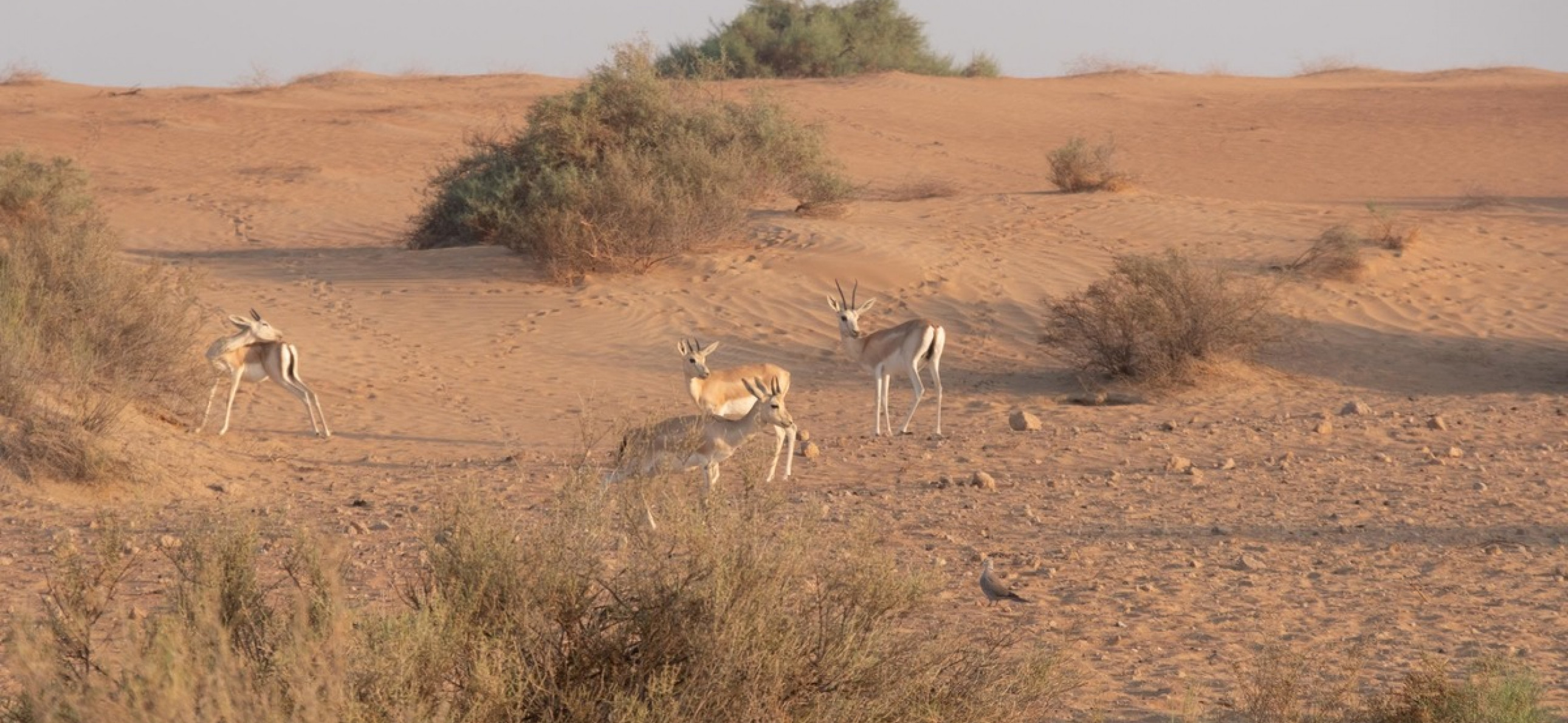 habitat-desert-connect-with-nature