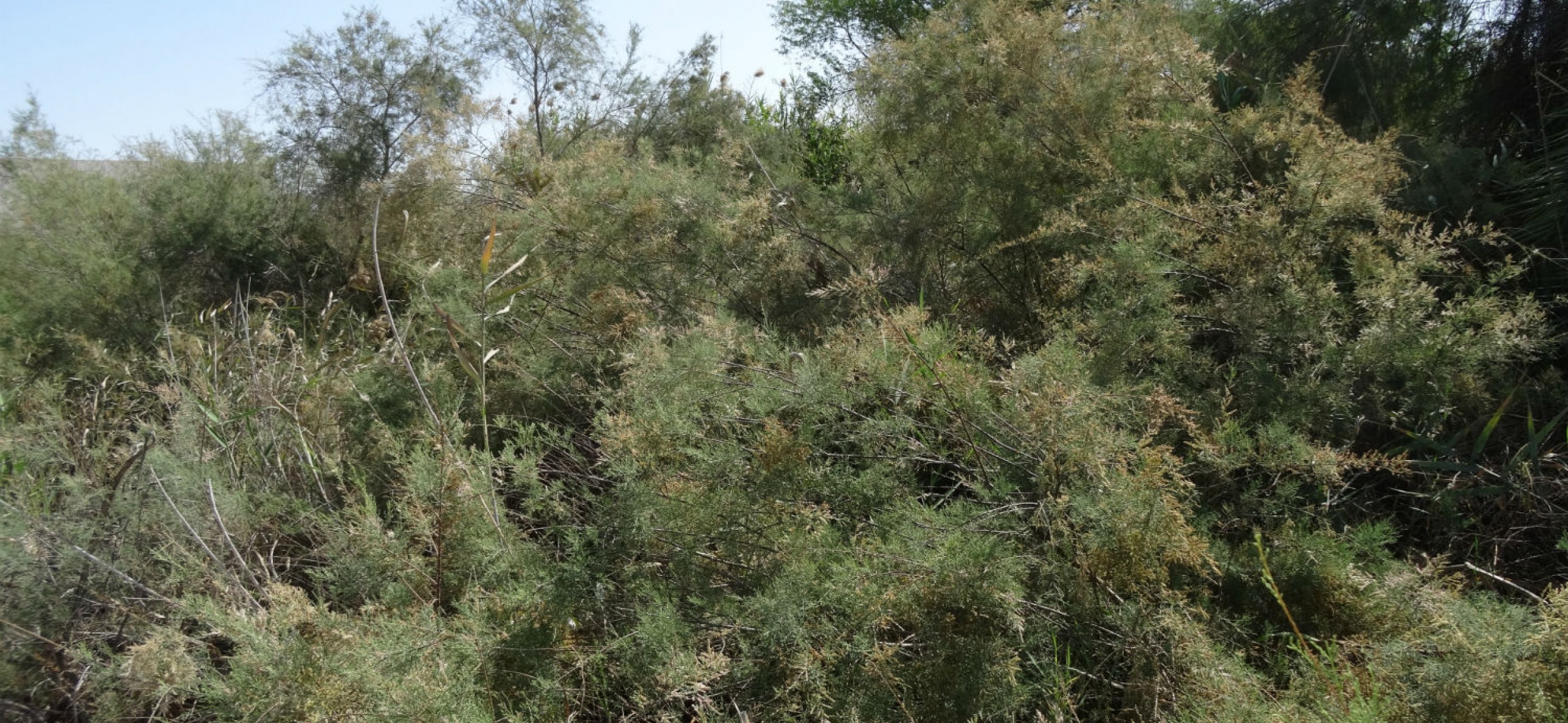 Salt Cedar Connect With Nature salt-cedar-connect-with-nature