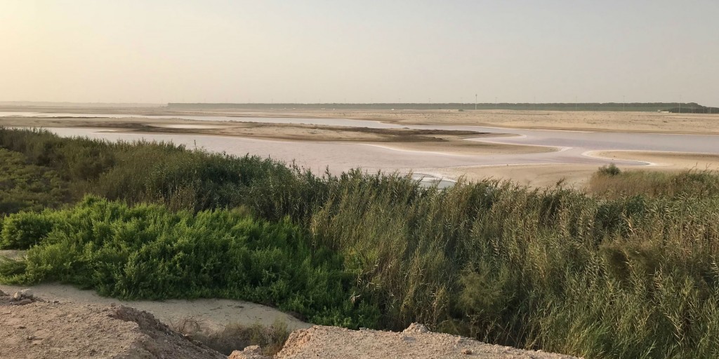 The Natural Wetlands In The Uae Connect With Nature